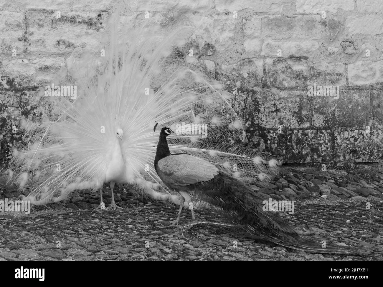 Due peafowl, uno un peahen bianco e l'altro un peacock opale, che mostra piume in un rituale di accoppiamento a Chateau du Rivau, Valle della Loira, Francia. Foto Stock