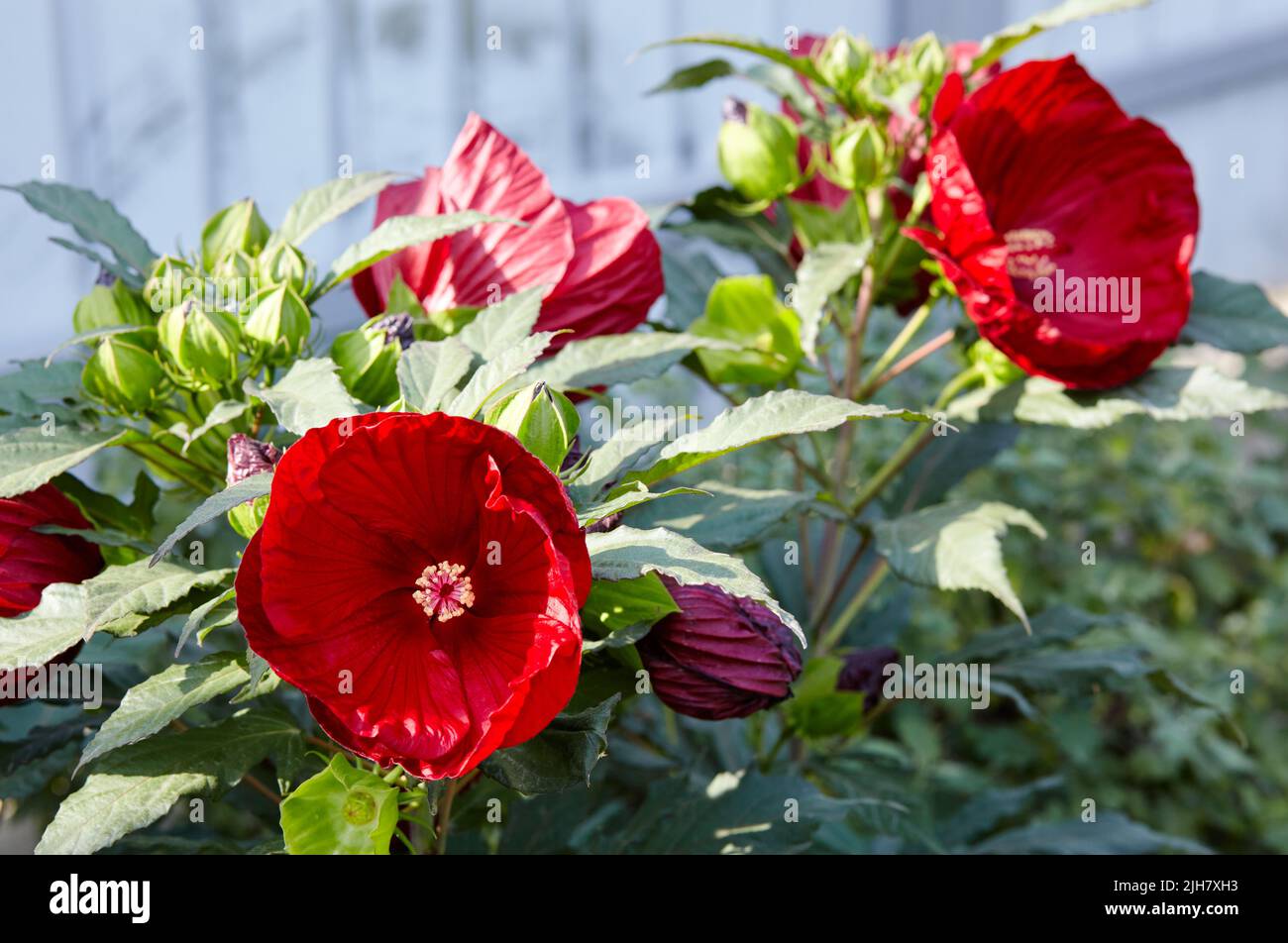 Fiore rosso di ibisco su sfondo verde. Pianta della famiglia Malvov, una specie del genere Hibiscus. Sfondo floreale e motivo naturale con h Foto Stock