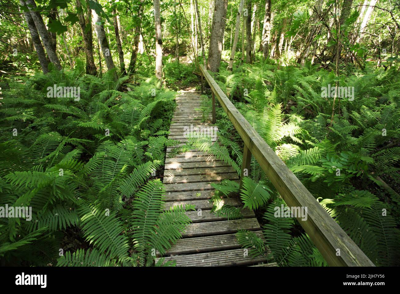 Una passerella in legno su un sentiero escursionistico attraverso la lussureggiante foresta estone Foto Stock