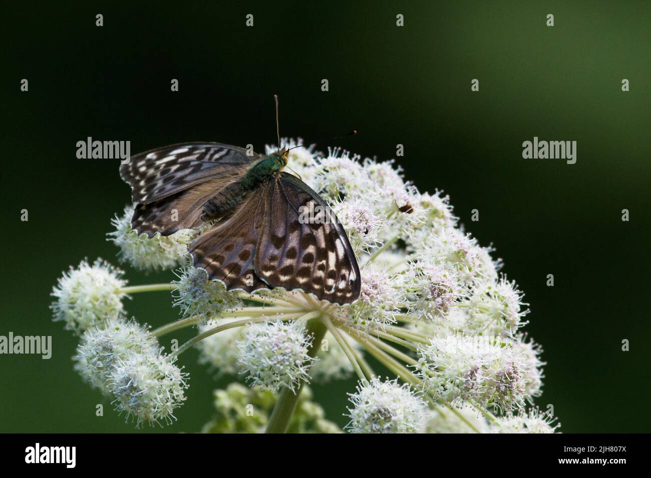 Un fritillario femminile lavato con Argento, forma valesina, adagiato su un fiore bianco in Estonia, Nord Europa Foto Stock
