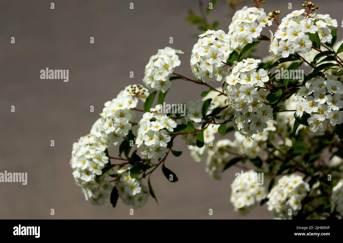 Spiraea Vanhouttei fiori o Wedding wurath fiori su sfondo grigio e spazio per la scrittura Foto Stock