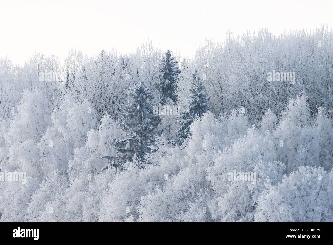 Splendida foresta mista ricoperta di ghiaccio in Estonia durante una fredda giornata invernale Foto Stock