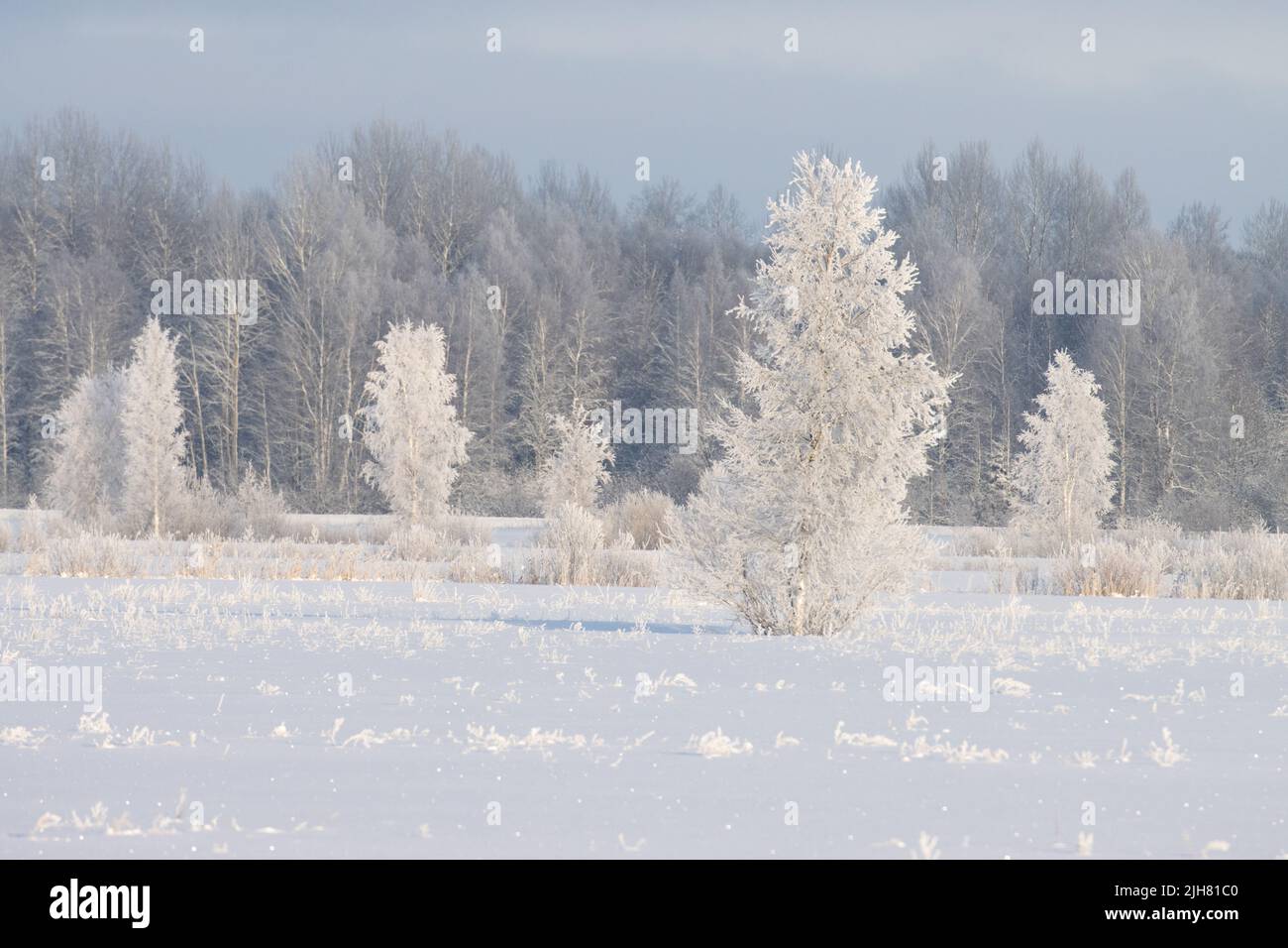 Frosty alberi di betulla argentata su un campo nevoso durante una fredda giornata invernale in Estonia Foto Stock