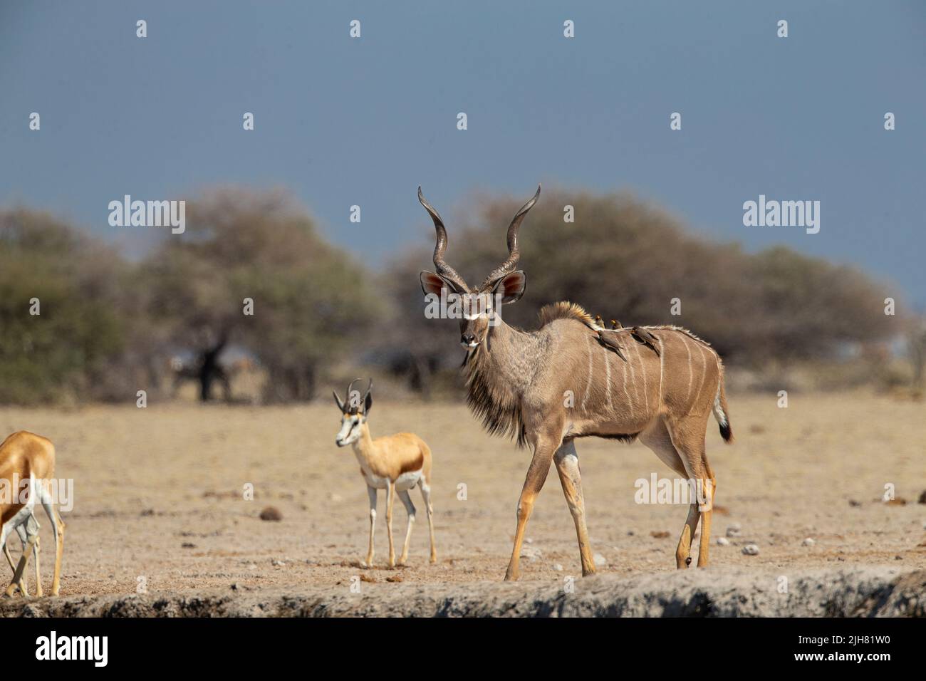 Kudu maggiore (Tragelaphus strepsiceros) Foto Stock