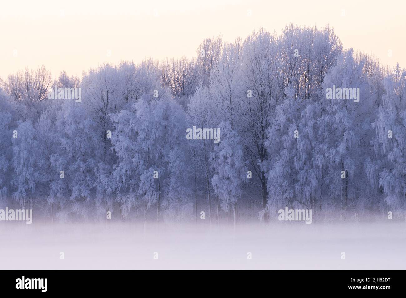 Splendida foresta mista ricoperta di ghiaccio in Estonia durante una fredda giornata invernale Foto Stock