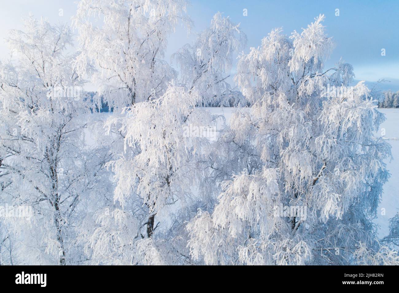 Alberi gelosi in una fredda giornata invernale in Estonia, Nord Europa Foto Stock