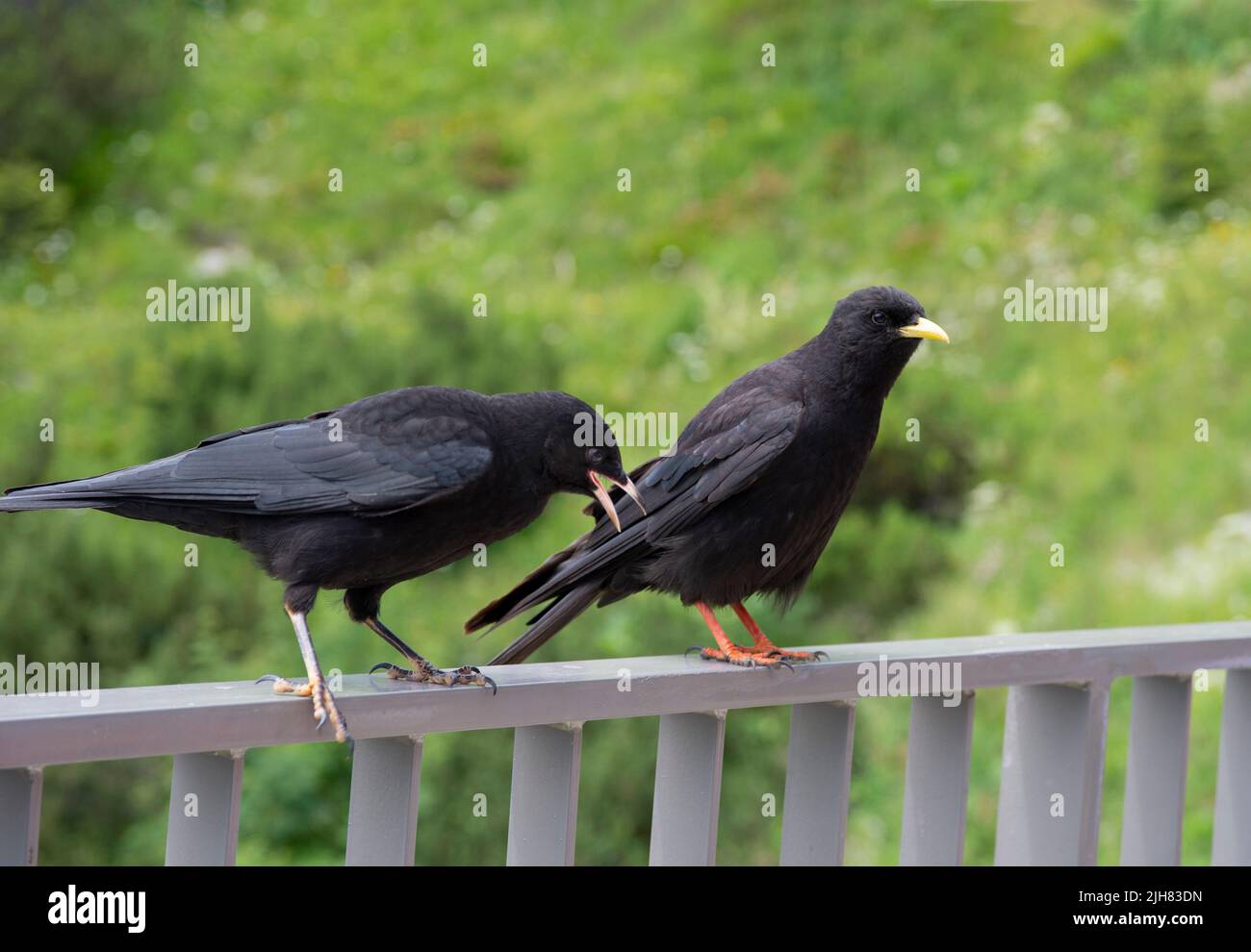 Tosse alpina, conosciuta anche come tosse gialla, giovanile con adulto, pirrhocorax graculus, Jenner montagna, Baviera, Alpi tedesche, Germania Foto Stock