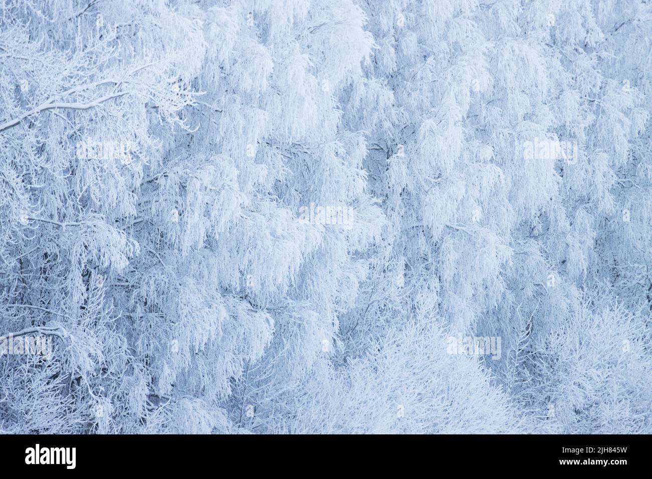 Alberi gelosi in una fredda giornata invernale in Estonia, Nord Europa Foto Stock