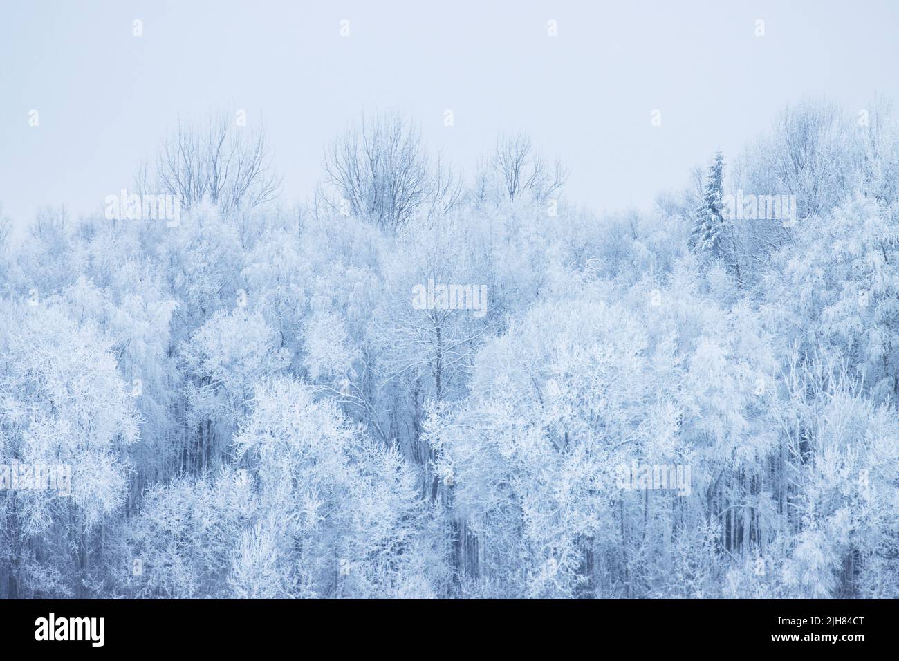 Alberi gelosi in una fredda giornata invernale in Estonia, Nord Europa Foto Stock