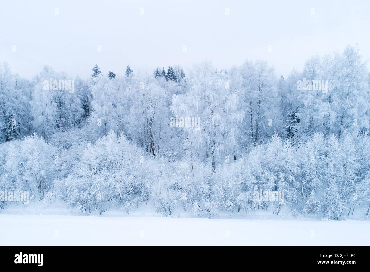 Foresta boreale mista gelida in una giornata fredda in Estonia, Nord Europa Foto Stock