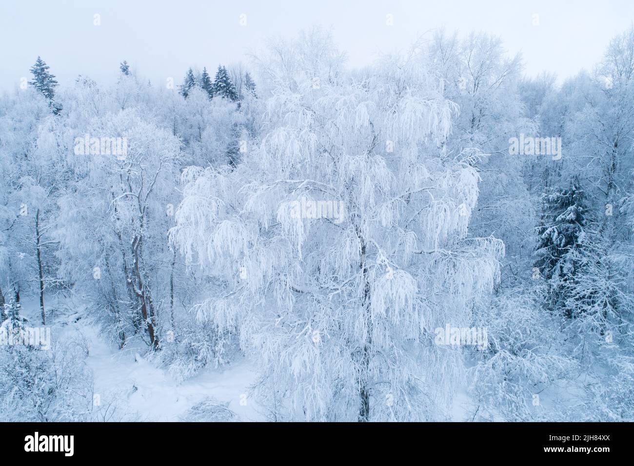 Foresta boreale mista gelida in una giornata fredda in Estonia, Nord Europa Foto Stock