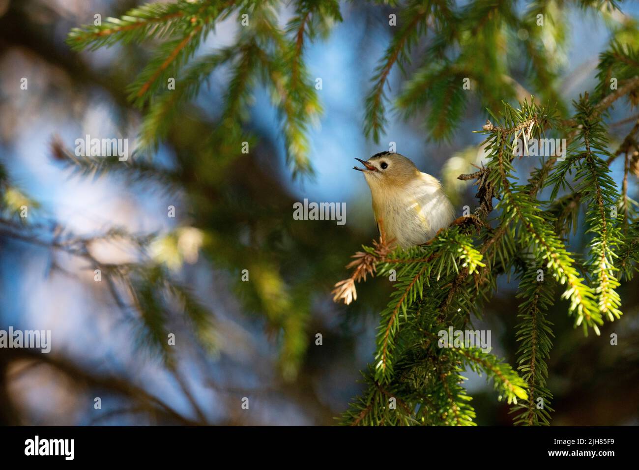 Piccolo Goldcrest, Regulus regulus arroccato su un ramo di Spruce nella foresta boreale estone Foto Stock