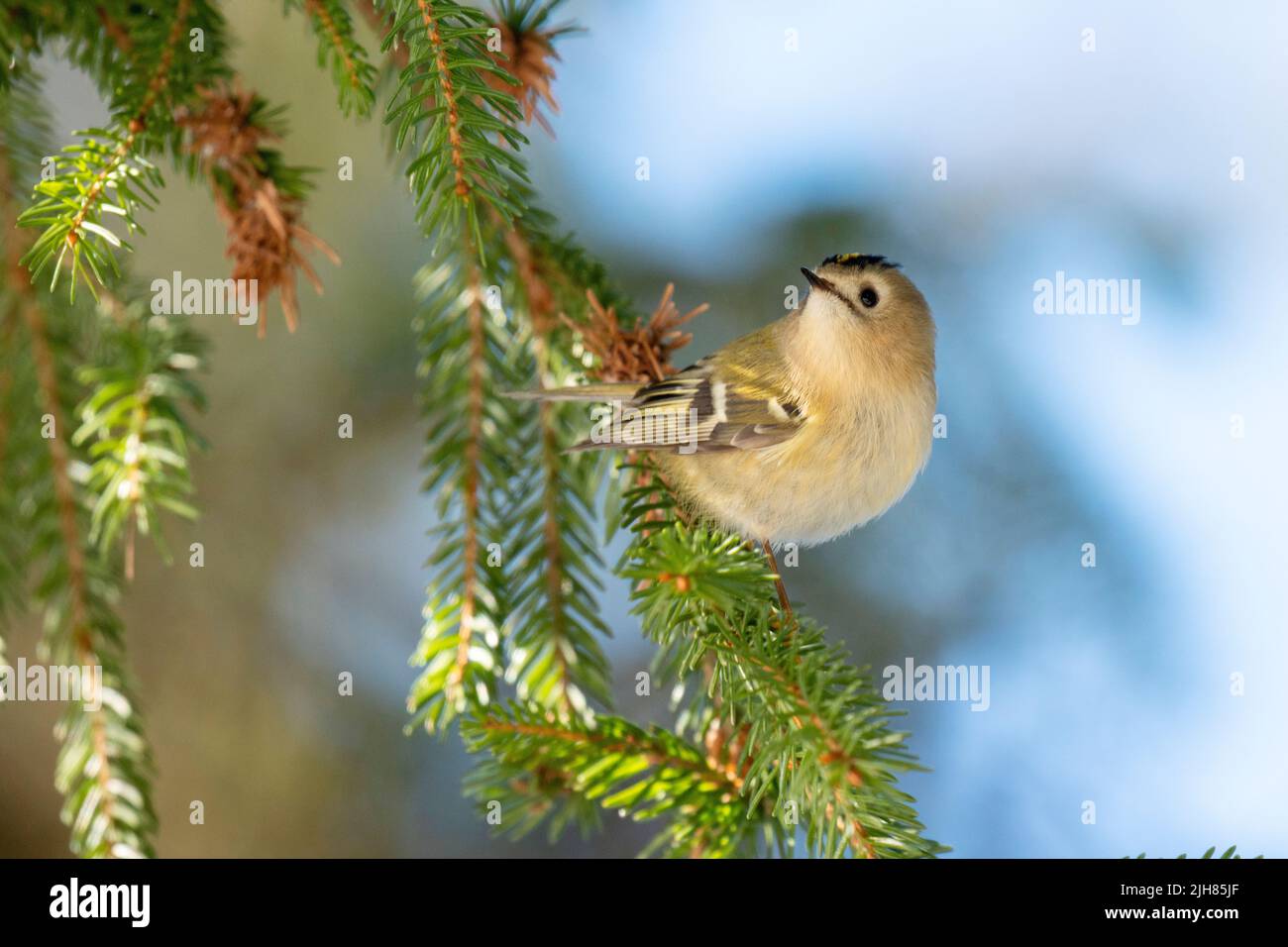 Piccolo Goldcrest, Regulus regulus arroccato su un ramo di Spruce nella foresta boreale estone Foto Stock