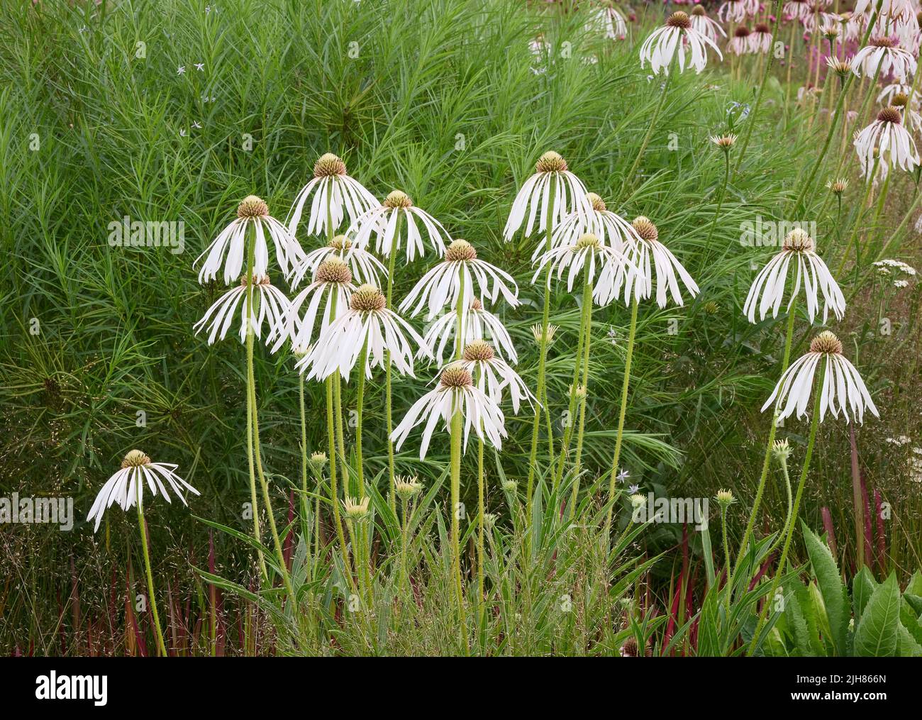 Forma bianca di gocciolamento Coneflower Echinacea pallida che forma un punto focale impressionante di un confine erbaceo nel Somerset UK Foto Stock
