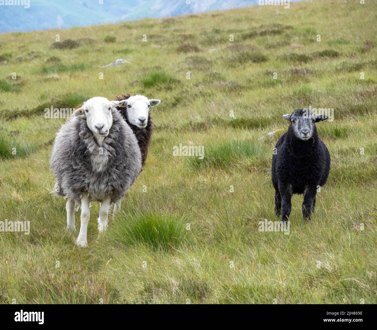 Herdwick ewe e i suoi agnelli su Fleetwith Saddle nel Distretto Inglese del Lago Cumbria UK Foto Stock