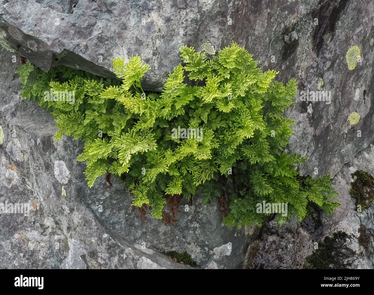 Prezzemolo Fern Cryptogramma crisspa in una parete di ardesia a Passo di Honister nel Distretto del Lago UK - un calcio forte che non tollera un pizzico di calce Foto Stock