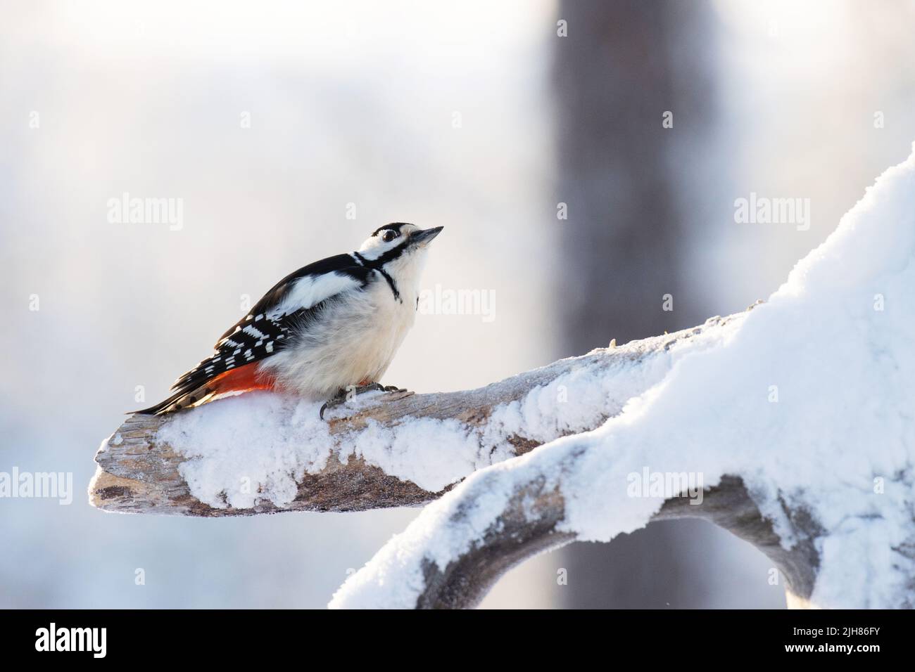 Grande picchio macchiato in una fredda giornata invernale nella foresta di taiga Foto Stock