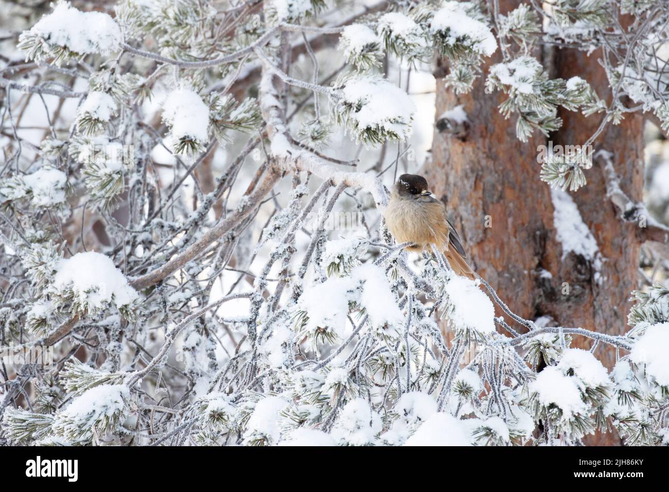 Jay siberiano, Perisoreus infaustus arroccato in un albero nevoso in una giornata invernale nel nord della Finlandia Foto Stock