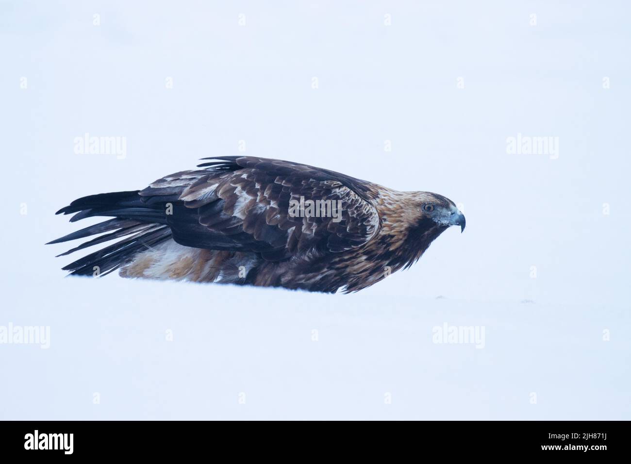 Primo piano di una maestosa aquila reale, i crisaetos dell'Aquila che si nutrono nella neve vicino a Kuusamo, Finlandia settentrionale. Foto Stock