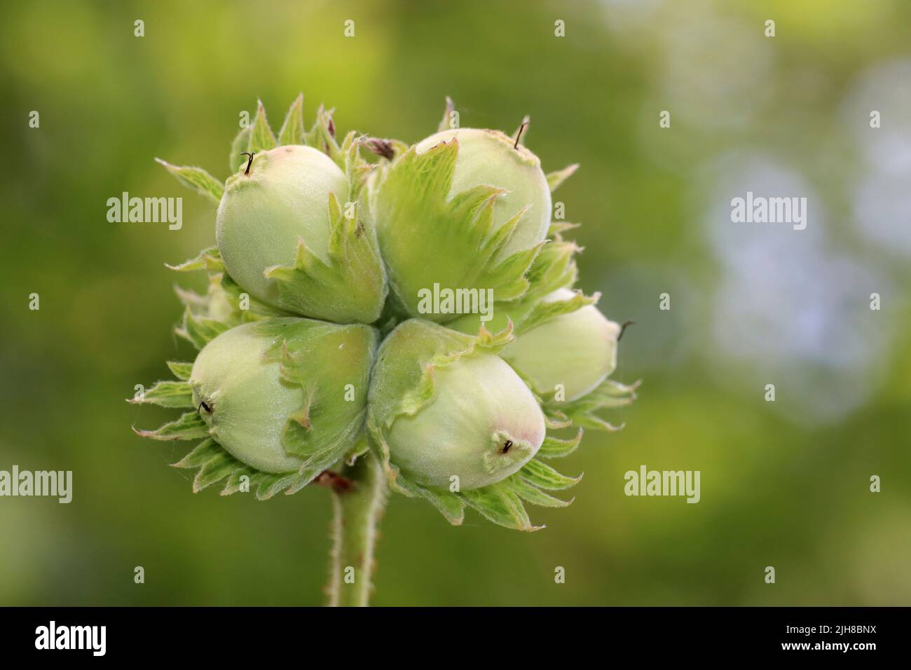 Comune Hazel Corylus avellana - nocciole fresche Foto Stock
