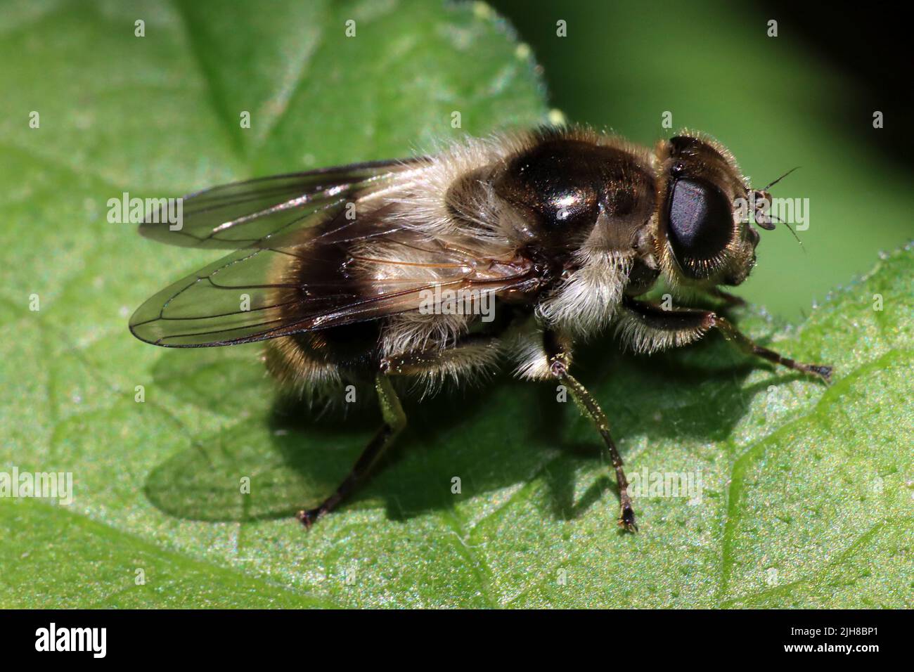 Ape mimica Hoverfly Cheilosia illustrata Foto Stock
