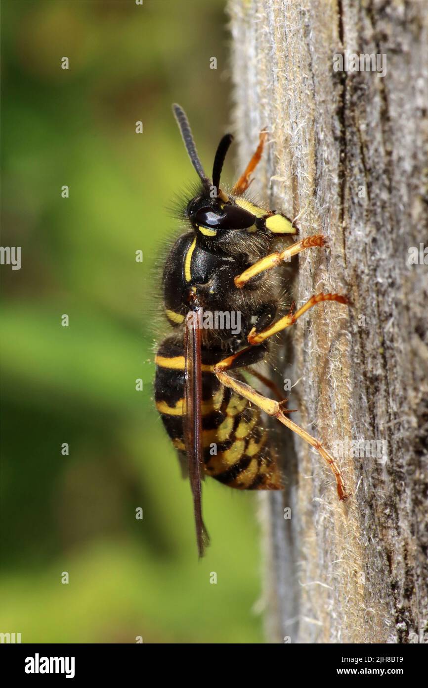 Comune Wasp Vespula vespula masticare legno da un palo di recinzione per l'uso nella costruzione del nido Foto Stock