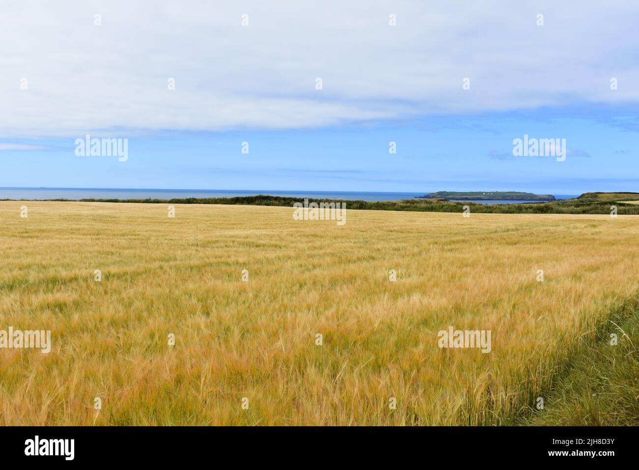 Campo di grano e vista mare, Marloes, Pembrokeshire, Galles Foto Stock