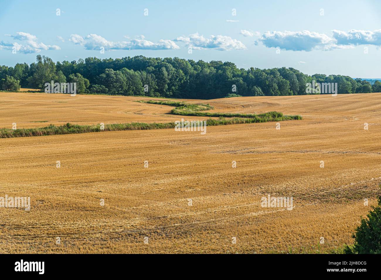 Campo agricolo giallo a caduta sotto cielo blu con nuvole bianche in Ontario, Canada Foto Stock