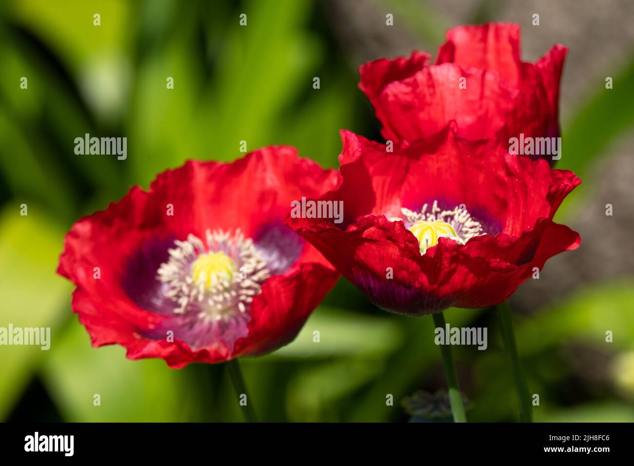 I tre fiori rossi di papavero al castello di Hatley, alla Royal Roads University, Victoria, BC Canada Foto Stock