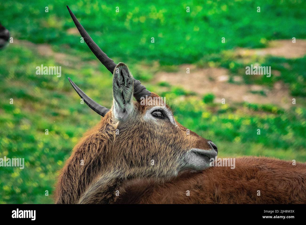 Un fuoco selettivo colpo di waterbuck (Kobus ellissiprymnus) nella foresta Foto Stock