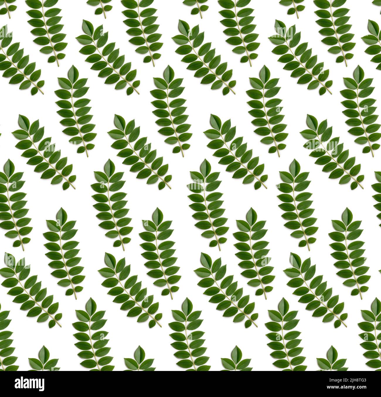 foglie tropicali verdi senza giunture o motivo fogliame su tessuto bianco, astratto, di fondo Foto Stock