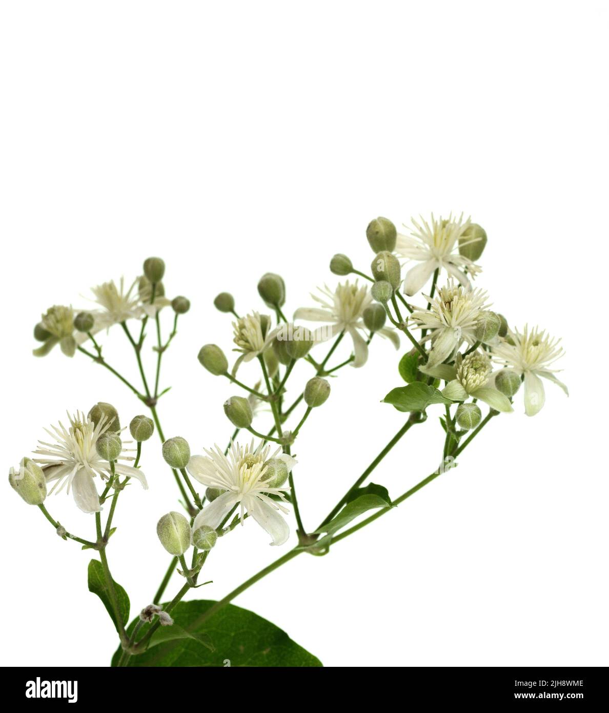 Fiori e foglie di Clematis , lat. Clematis vitalba L., isolati su sfondo bianco Foto Stock