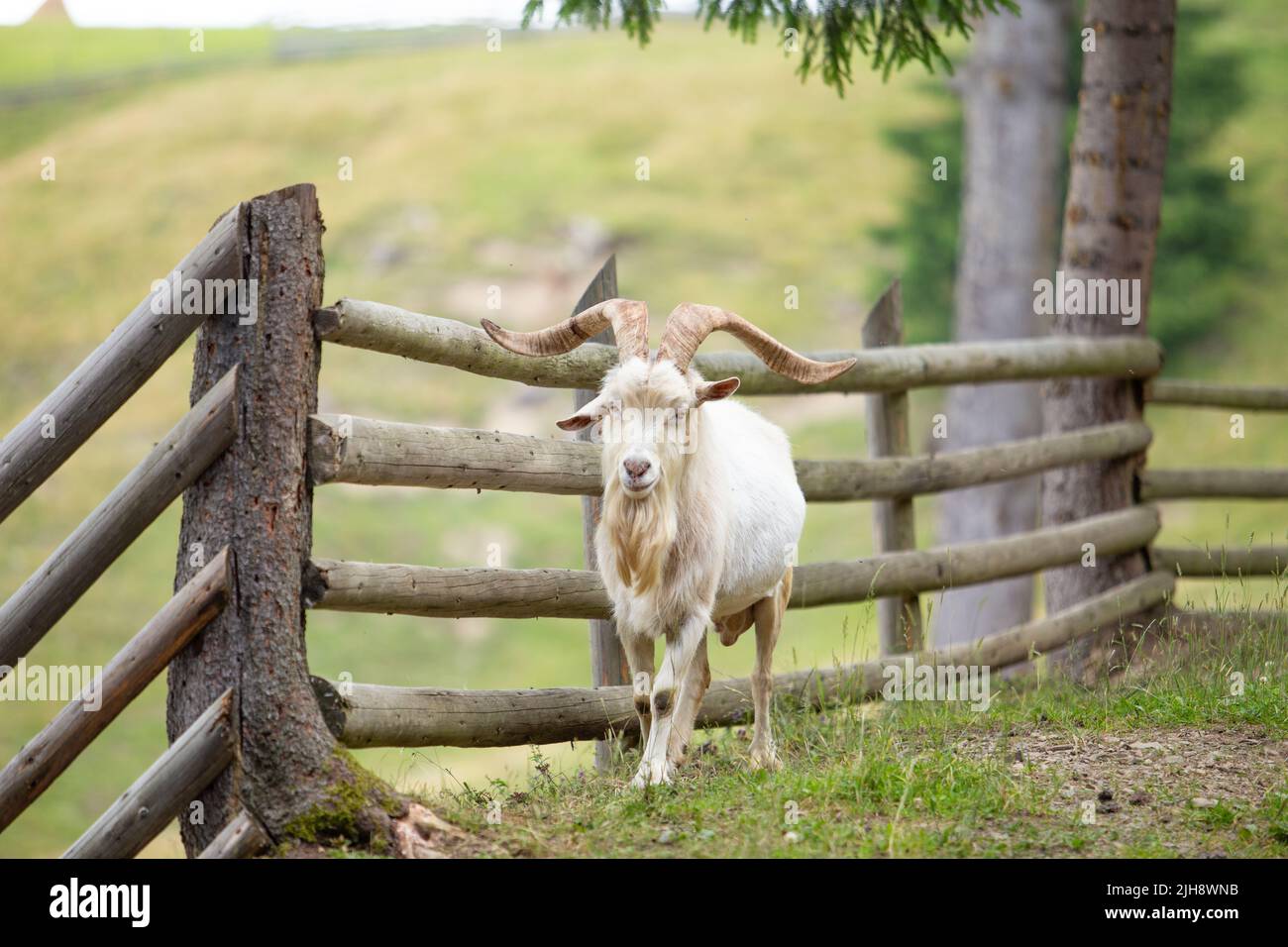 Una capra selvaggia con corna lunghe sparse accanto ad una recinzione del ceppo Foto Stock
