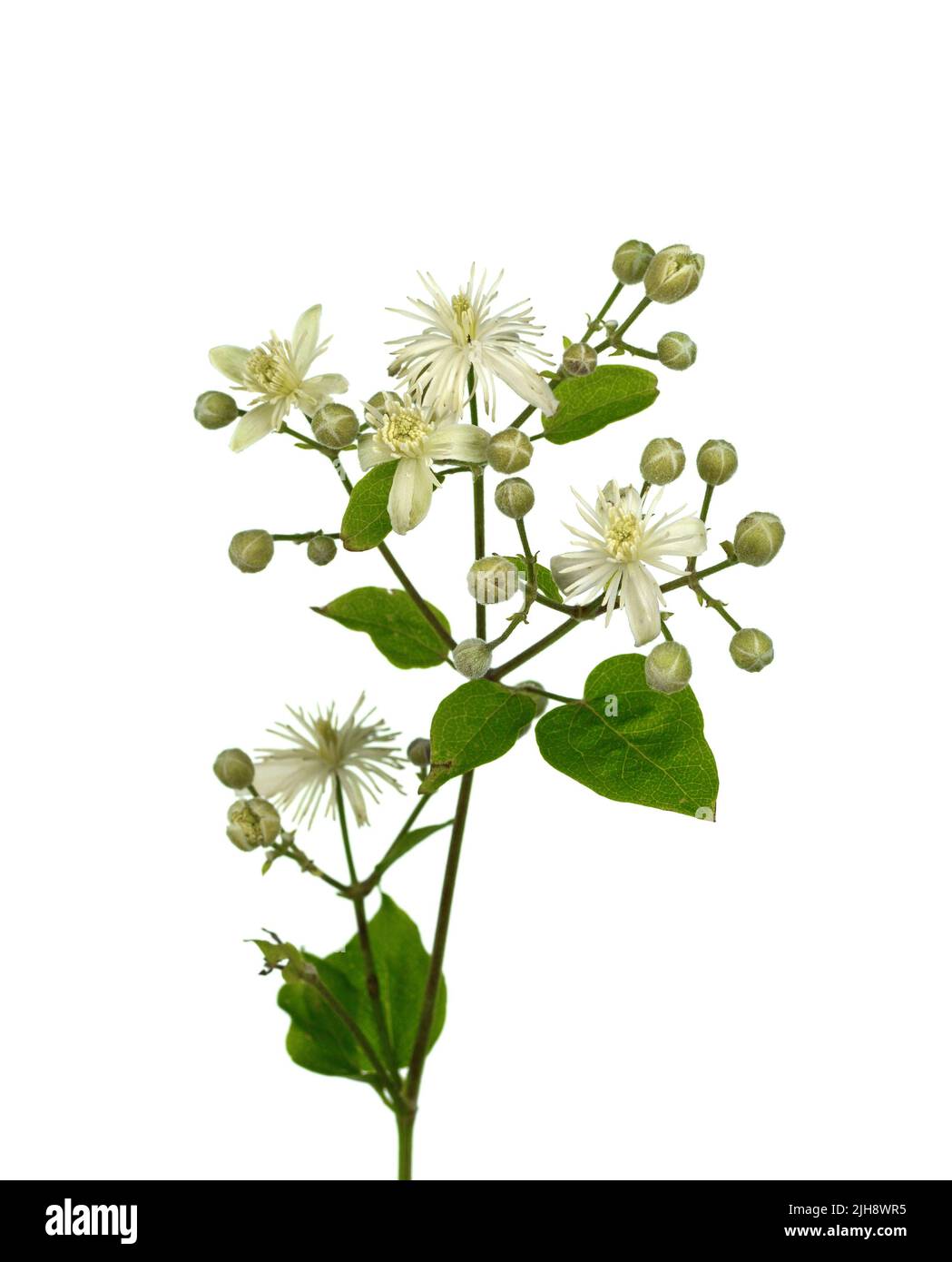 Fiori e foglie di Clematis , lat. Clematis vitalba L., isolati su sfondo bianco Foto Stock