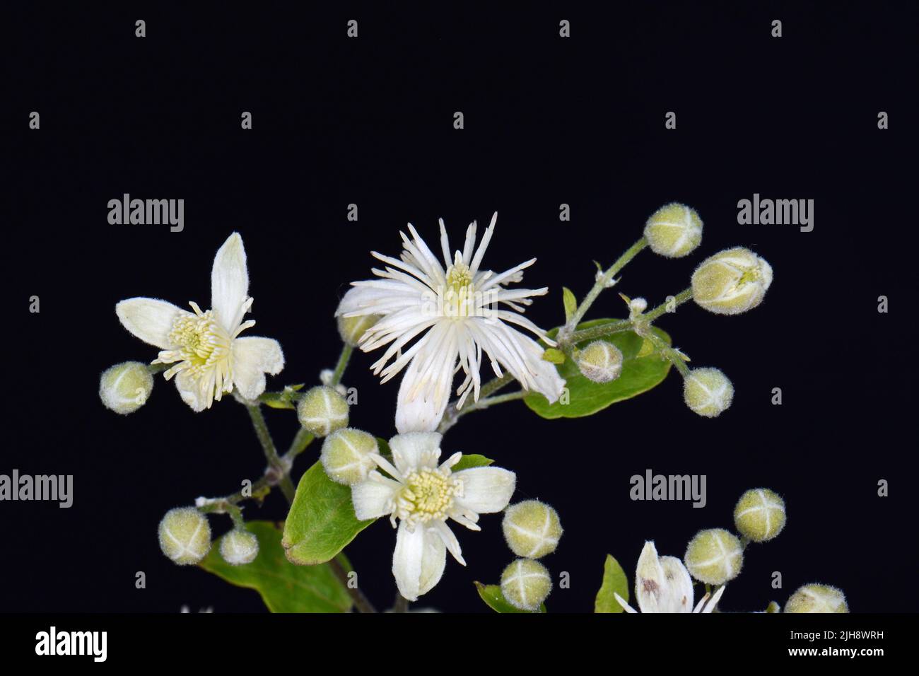 Fiori e foglie di Clematis , lat. Clematis vitalba L., isolato su fondo nero Foto Stock