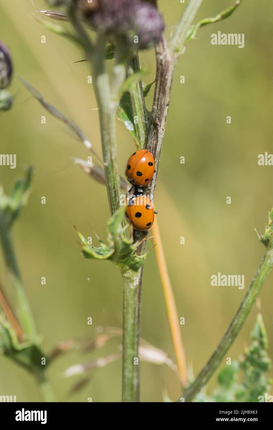 Due ladybirds a 7 punti (Coccinella 7-punctata) Foto Stock