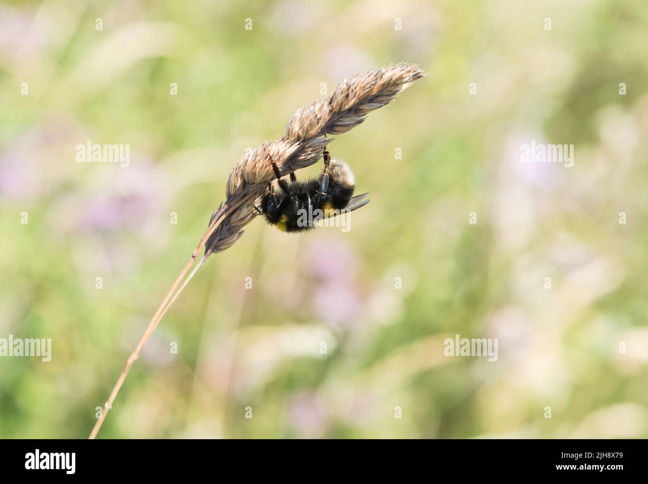 Bumble Bee (Bombus sp.) appoggiato su un gambo di erba Foto Stock