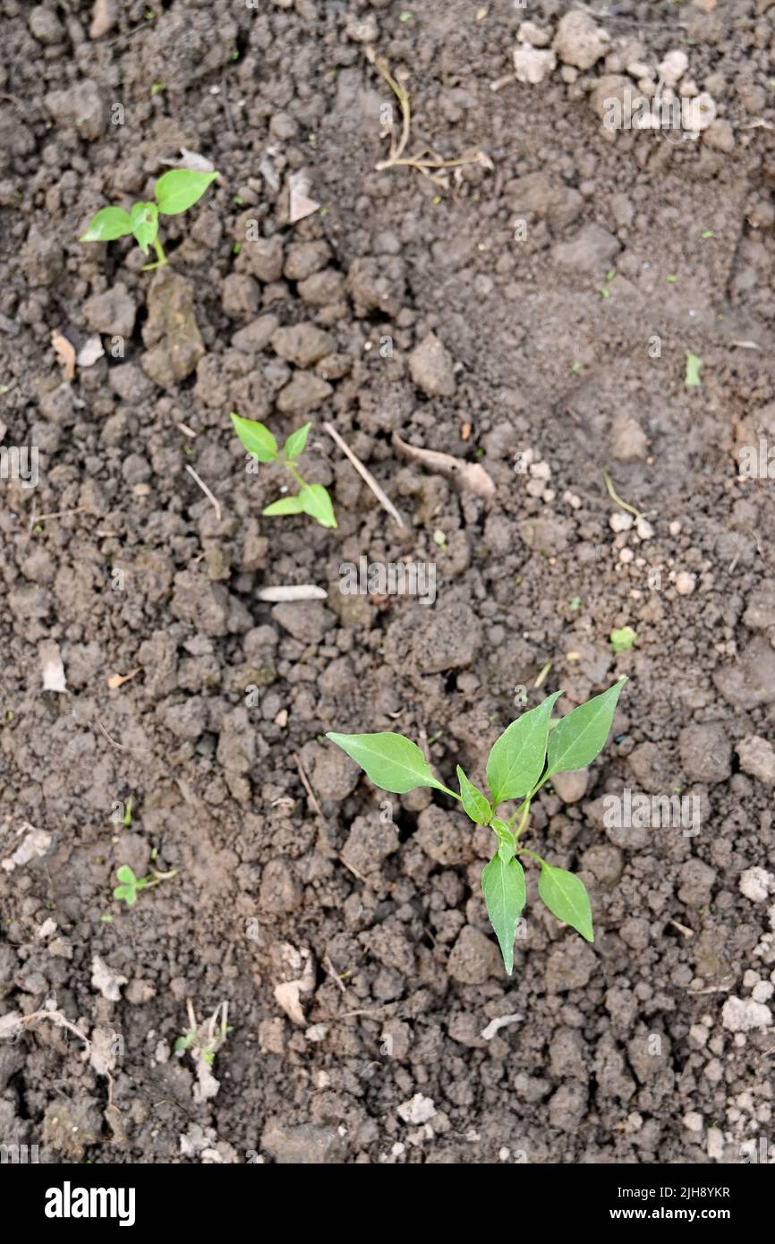 primo piano il mazzo mature piccolo peperoncino pianta terreno cumulo in fila e crescere con le foglie in fattoria morbido fuoco naturale verde marrone sfondo. Foto Stock