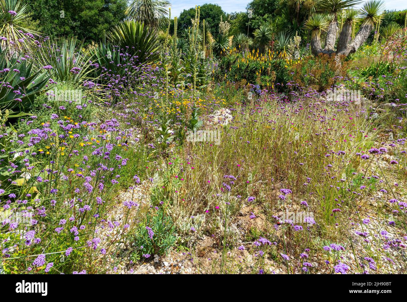 Desert Wash Garden, East Ruston Old Vicarage Garden, East Ruston, Norfolk, Inghilterra, Regno Unito Foto Stock