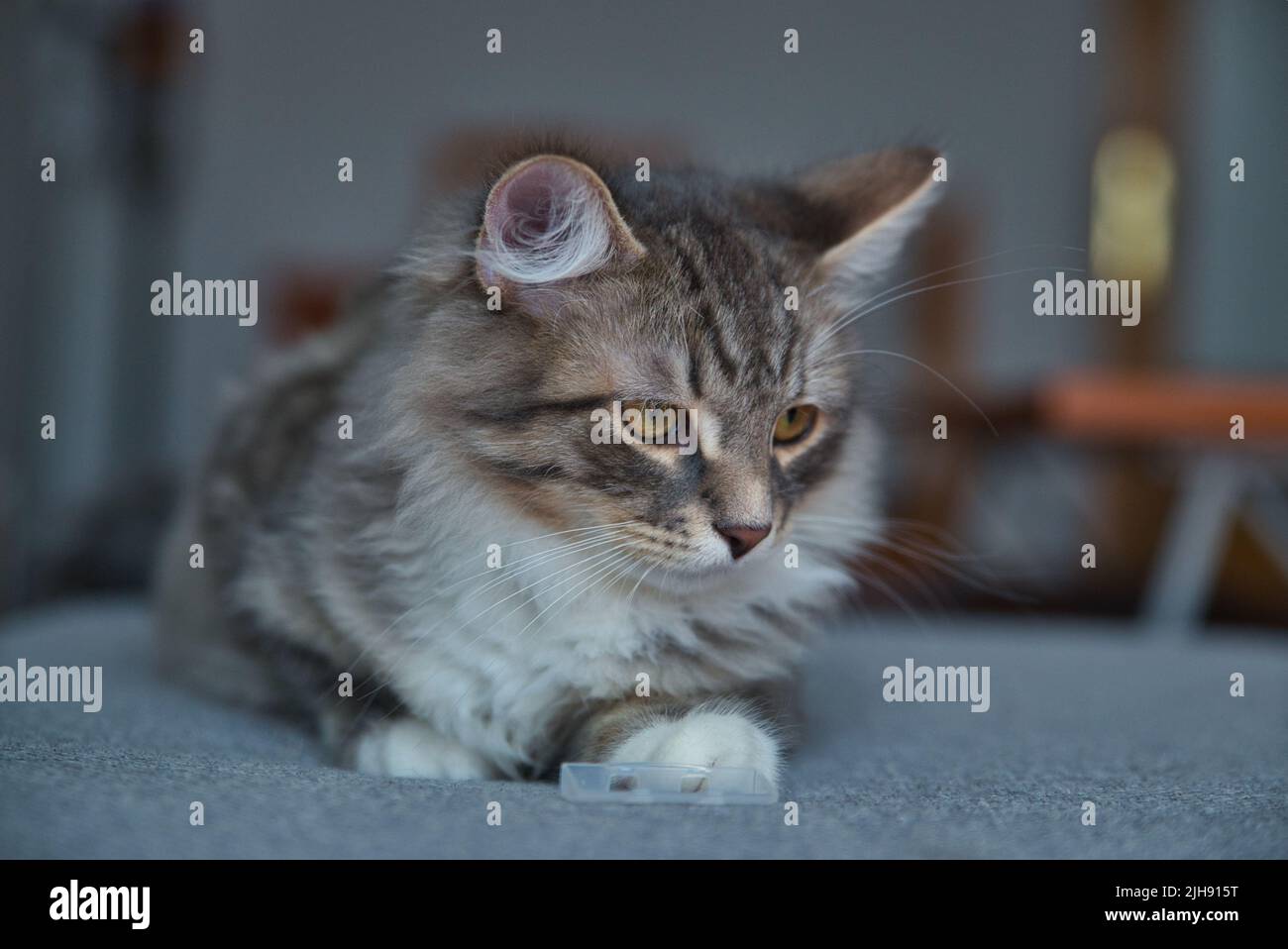 Gatto Siberiano con capelli lunghi e grandi occhi grigi. Giornata pigra a casa con gli animali domestici. Gatto ipoallergenico. Immagine di sfondo. Foto Stock