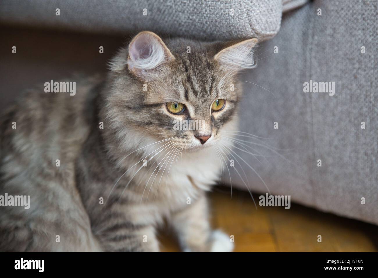 Gatto Siberiano con capelli lunghi e grandi occhi grigi. Giornata pigra a casa con gli animali domestici. Gatto ipoallergenico. Immagine di sfondo. Foto Stock