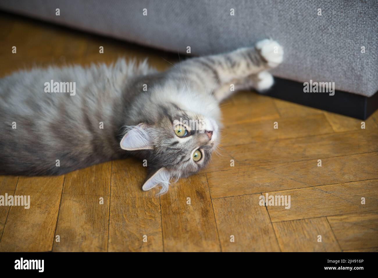 Gatto Siberiano con capelli lunghi e grandi occhi grigi. Giornata pigra a casa con gli animali domestici. Gatto ipoallergenico. Immagine di sfondo. Foto Stock