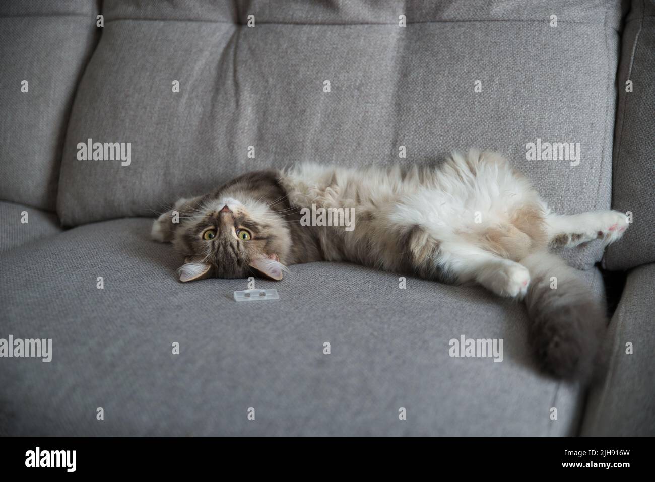 Gatto Siberiano con capelli lunghi e grandi occhi grigi. Giornata pigra a casa con gli animali domestici. Gatto ipoallergenico. Immagine di sfondo. Foto Stock