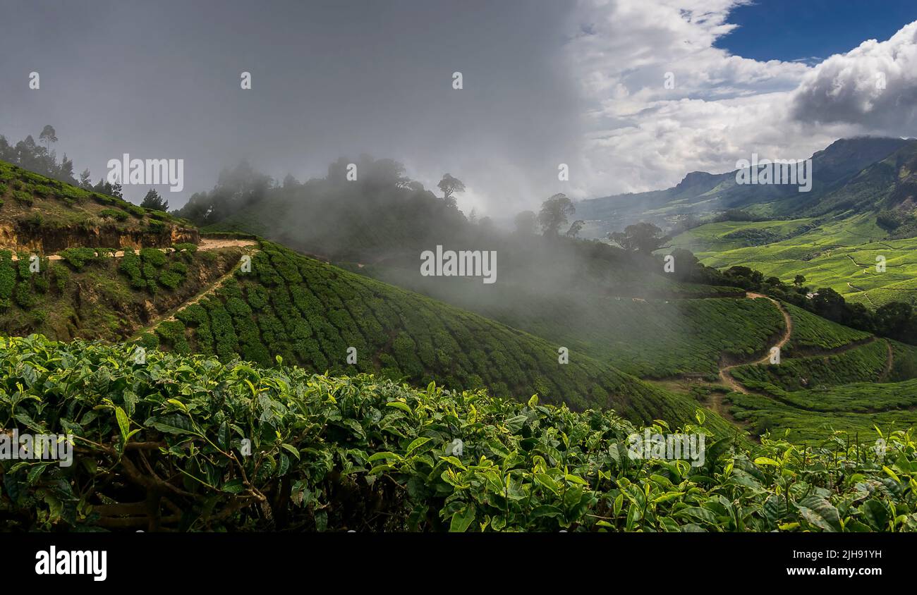 Bella vista della piantagione di tè a Munnar, Kerala, India Foto Stock