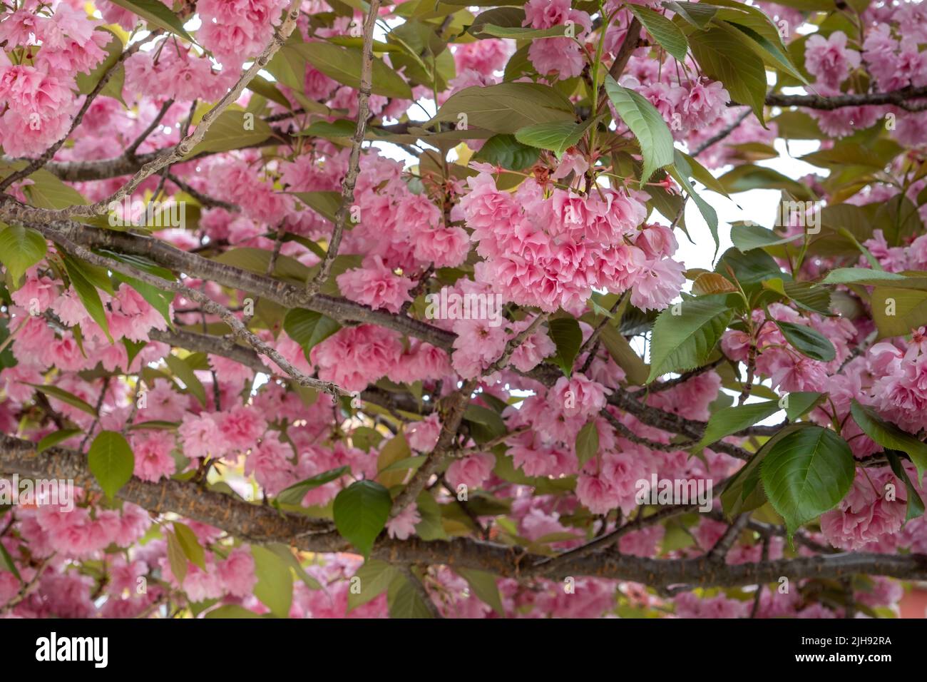 Ciliegia giapponese (Prunus Serrulata) fiori rosa fioritura Foto Stock