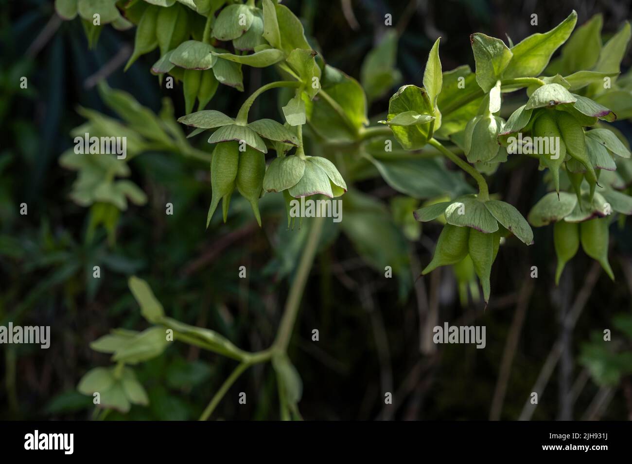 Hellebore (Helleborus foetidus) fiori verdi Foto Stock