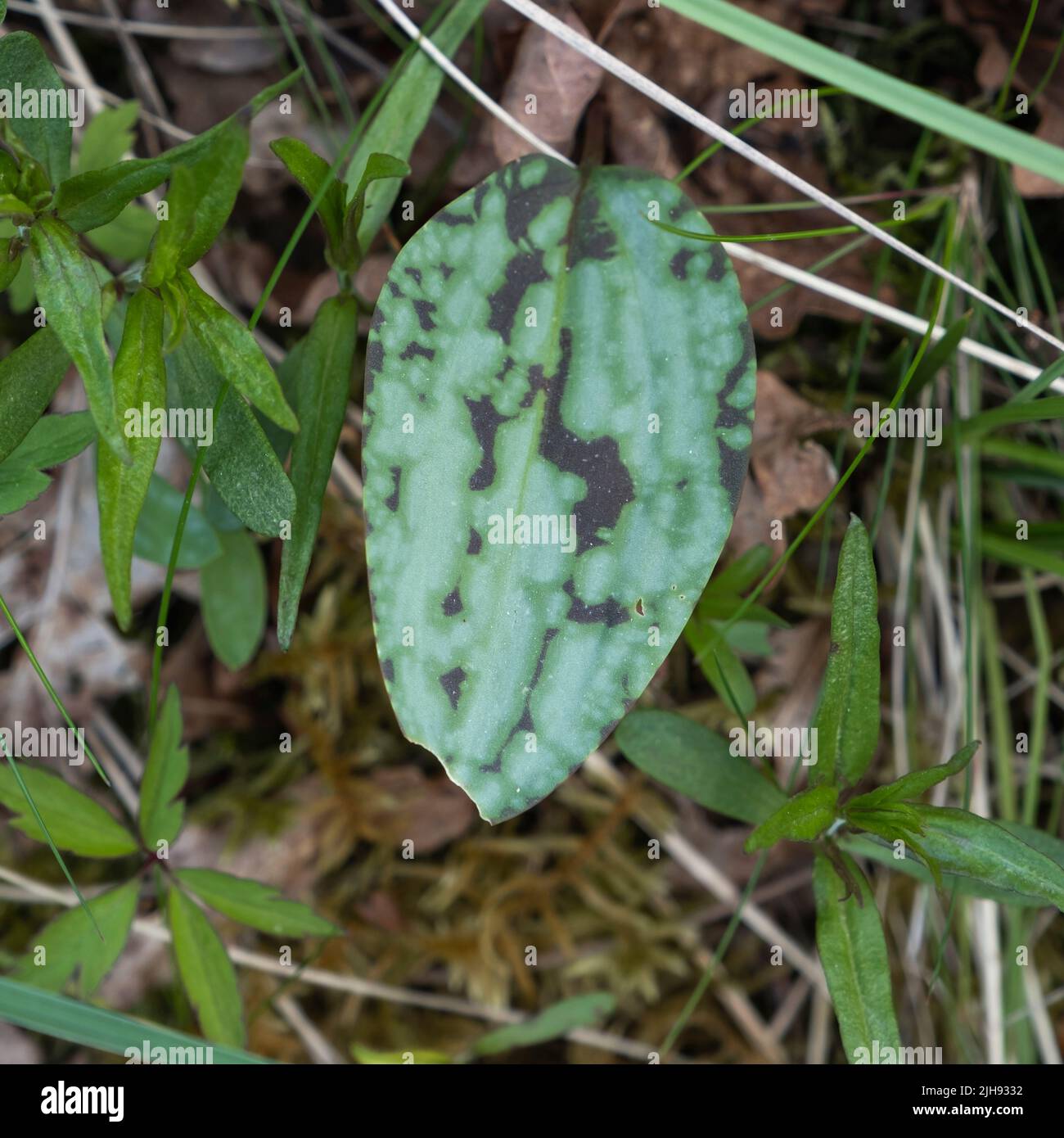 Violetta del dente del cane (Erythronium dens-canis) foglia verde con macchie marrone scuro Foto Stock