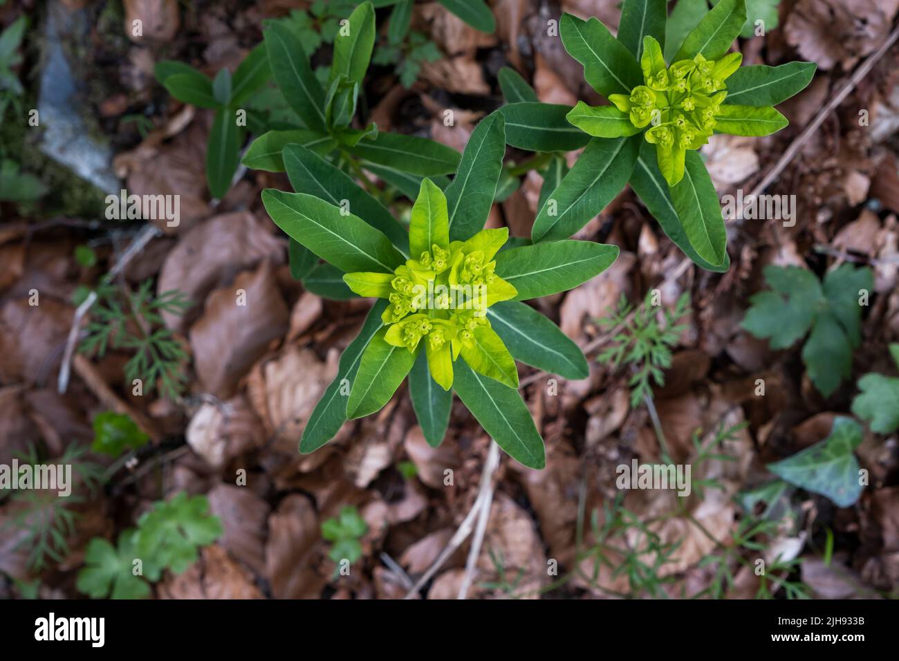 Spurge irlandese (Euphorbia hyberna) in fiore Foto Stock