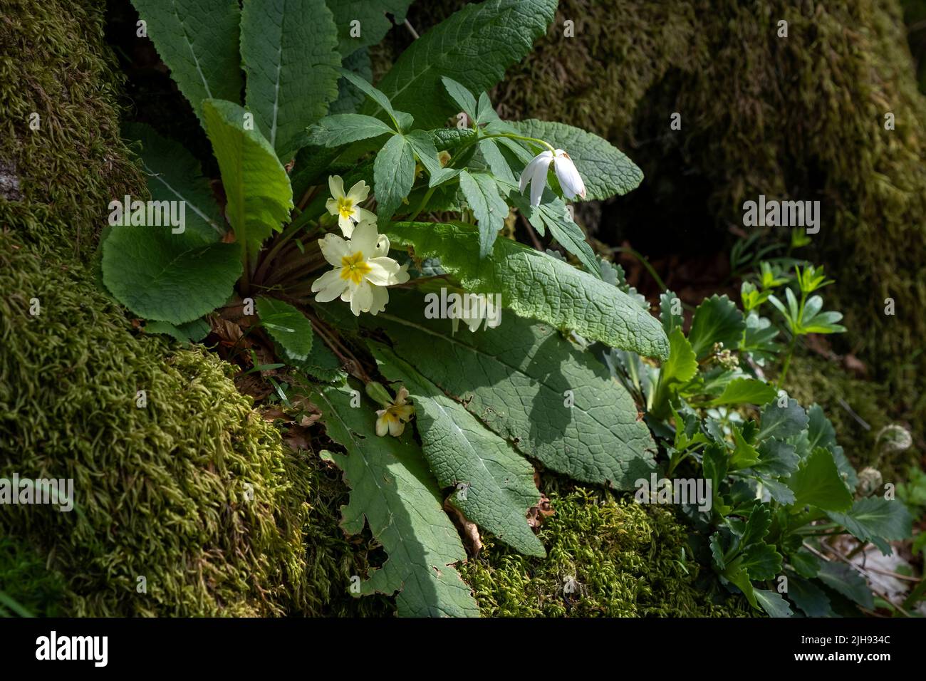 Primula comune (Primula vulgaris) con fiori di colore giallo pallido che crescono su un piede di albero con la muschio Foto Stock