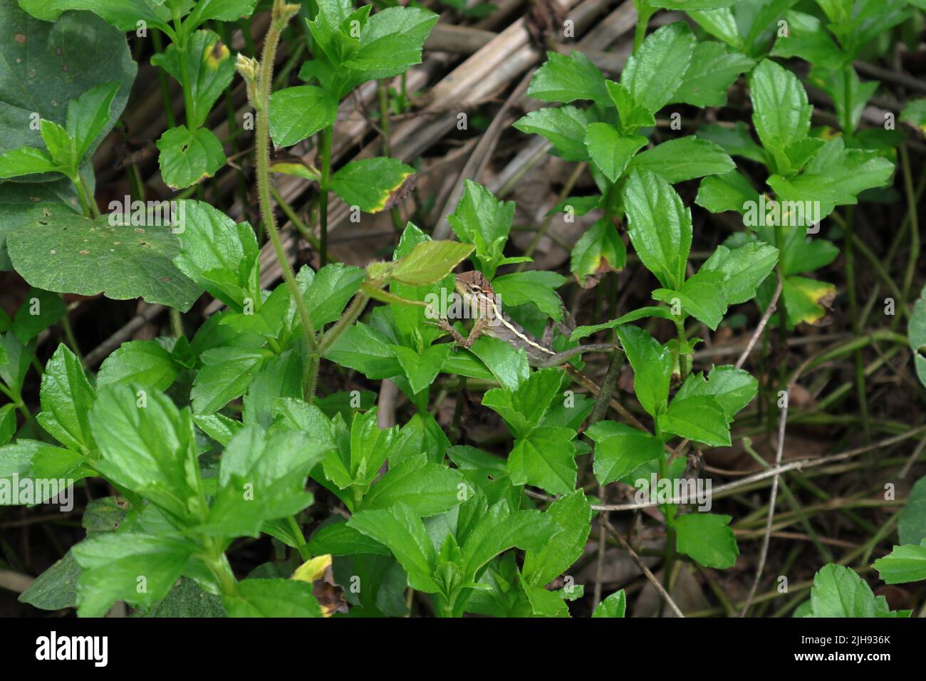 Una lucertola femmina con pelle scura e giardino orientale che cammina sulla cima di piante selvatiche coltivate in natura Foto Stock